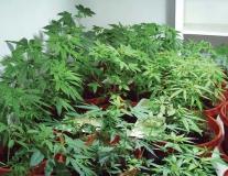 Herbs
